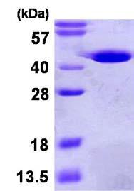 SDS-PAGE - Recombinant Human GMPR1 protein (AB123163), expandable thumbnail