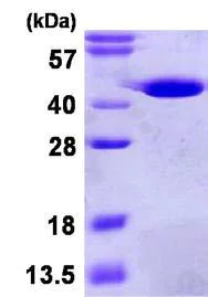 SDS-PAGE - Recombinant Human GMPR1 protein (His tag N-Terminus) (AB123163)