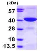 SDS-PAGE - Recombinant Human GMPR2 protein (His tag N-Terminus) (AB100983)