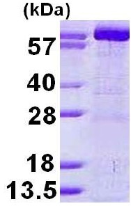 SDS-PAGE - Recombinant Human GMPS protein (AB123202), expandable thumbnail