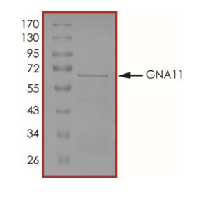 SDS-PAGE - Recombinant Human GNA11 protein (GST tag N-Terminus) (AB268596)