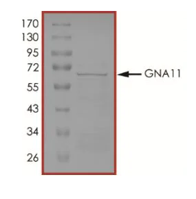 SDS-PAGE - Recombinant Human GNA11 protein (Tagged) (AB268596)