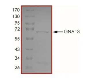 SDS-PAGE - Recombinant Human GNA13 protein (GST tag N-Terminus) (AB268597)