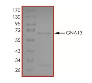 SDS-PAGE - Recombinant Human GNA13 protein (Tagged) (AB268597)