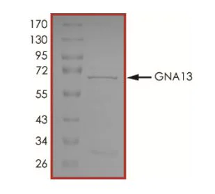 SDS-PAGE - Recombinant Human GNA13 protein (Tagged) (AB268597)