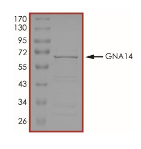 SDS-PAGE - Recombinant human GNA14 protein (Tagged) (AB268598)