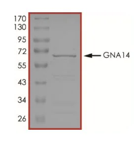 SDS-PAGE - Recombinant human GNA14 protein (Tagged) (AB268598)