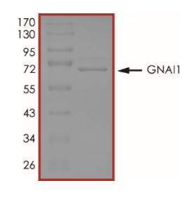 Recombinant human GNAI1 protein (Active)