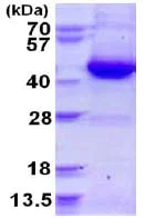 SDS-PAGE - Recombinant Human GNAI3 protein (AB124586)