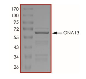 Recombinant human GNAI3 protein (Active)