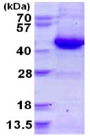 SDS-PAGE - Recombinant Human GNAI3 protein (His tag N-Terminus) (AB124586)