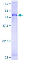 SDS-PAGE - Recombinant Human GNAQ protein (GST tag N-Terminus) (AB132889)