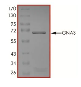 SDS-PAGE - Recombinant human GNAS protein (Active) (AB268602)