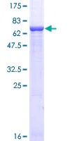 SDS-PAGE - Recombinant Human GNAS protein (GST tag N-Terminus) (AB158540)