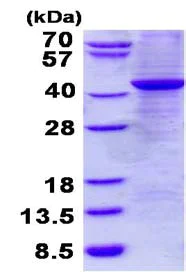 SDS-PAGE - Recombinant Human GNAZ protein (denatured) (His tag N-Terminus) (AB134541)