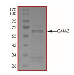 SDS-PAGE - Recombinant Human GNAZ protein (Tagged) (AB268603), expandable thumbnail