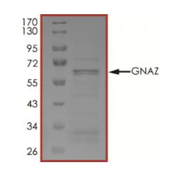 SDS-PAGE - Recombinant Human GNAZ protein (Tagged) (AB268603)