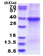 SDS-PAGE - Recombinant Human GNB1 protein (denatured) (His tag N-Terminus) (AB180353)