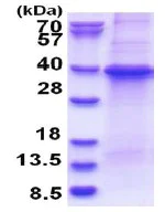 SDS-PAGE - Recombinant Human GNB1 protein (denatured) (His tag N-Terminus) (AB180353)