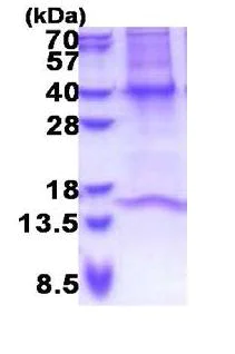 SDS-PAGE - Recombinant Human GNB3 protein (denatured) (AB171490)