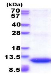 SDS-PAGE - Recombinant Human GNG11 protein (His tag) (AB177606), expandable thumbnail
