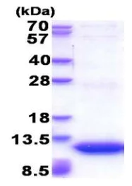 SDS-PAGE - Recombinant Human GNG11 protein (His tag) (AB177606)