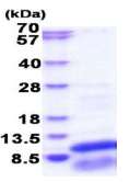 SDS-PAGE - Recombinant Human GNG13 protein (AB183241)