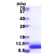 SDS-PAGE - Recombinant Human GNGT1 protein (His tag N-Terminus) (AB183256)