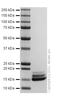 SDS-PAGE - Recombinant Human GNLY/Granulysin Protein (AB307795)