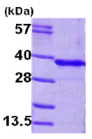 SDS-PAGE - Recombinant Human GNMT protein (AB79190)