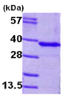 SDS-PAGE - Recombinant Human GNMT protein (His tag N-Terminus) (AB79190)