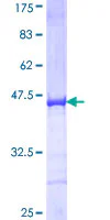 SDS-PAGE - Recombinant Human GOLPH4/GPP130 protein (GST tag N-Terminus) (AB162146)