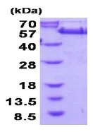 SDS-PAGE - Recombinant Human GORASP2/GRASP55 protein (AB202204)