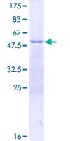 SDS-PAGE - Recombinant Human GOSR1/GS28 protein (GST tag N-Terminus) (AB160530)