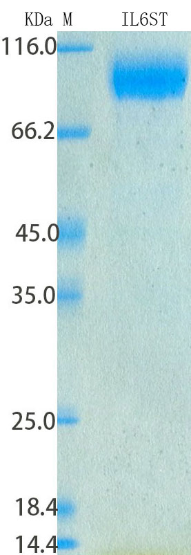 SDS-PAGE - Recombinant Human gp130 Protein Standard (His tag) (AB316485)