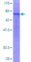 SDS-PAGE - Recombinant Human GPCR GPR39 protein (GST tag N-Terminus) (AB152435)
