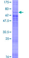 SDS-PAGE - Recombinant Human GPCR GPR85 protein (GST tag N-Terminus) (AB162723)