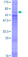 SDS-PAGE - Recombinant Human GPCR GPR85 protein (GST tag N-Terminus) (AB162723)