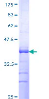 SDS-PAGE - Recombinant Human GPCR GPRC5D protein (GST tag N-Terminus) (AB163104)