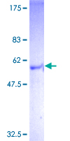 Recombinant Human GPCR TGR5 protein