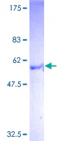 SDS-PAGE - Recombinant Human GPCR TGR5 protein (GST tag N-Terminus) (AB153607)
