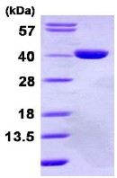 SDS-PAGE - Recombinant Human GPD1L protein (His tag N-Terminus) (AB113595)
