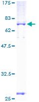 SDS-PAGE - Recombinant Human GPD2 protein (GST tag N-Terminus) (AB132692)