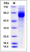 SDS-PAGE - Recombinant Human GPR114 protein (Fc Chimera) (AB276327)