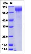 SDS-PAGE - Recombinant Human GPR133 protein (His tag) (AB276697)