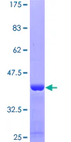 SDS-PAGE - Recombinant Human GPR84 protein (GST tag N-Terminus) (AB162701)
