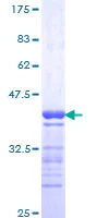 SDS-PAGE - Recombinant Human GPRC5C protein (GST tag N-Terminus) (AB163266)