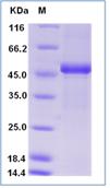 SDS-PAGE - Recombinant Human GPx-7 protein (Fc Chimera) (AB276487)