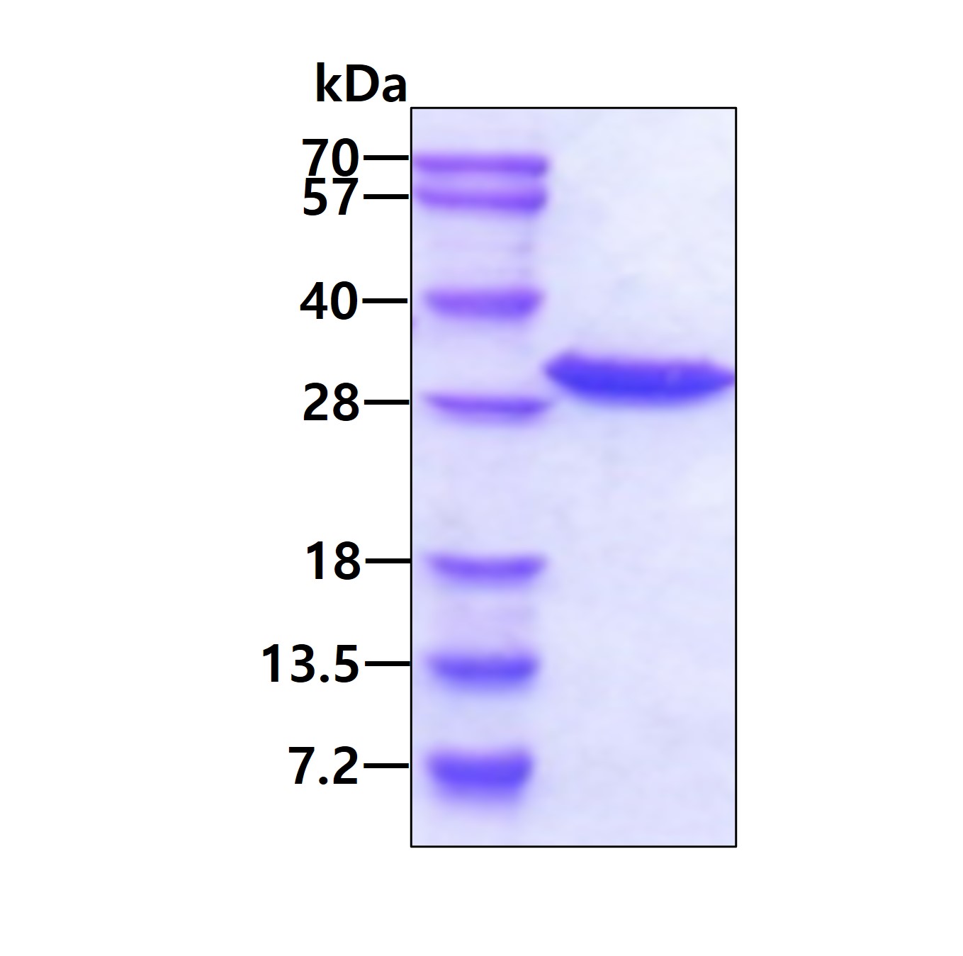 SDS-PAGE - Recombinant Human Grancalcin protein (His tag N-Terminus) (AB103054)