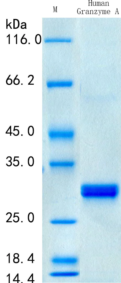 SDS-PAGE - Recombinant Human Granzyme A Protein Standard (His tag) (AB316442)